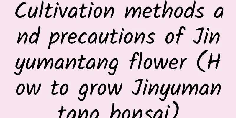 Cultivation methods and precautions of Jinyumantang flower (How to grow Jinyumantang bonsai)