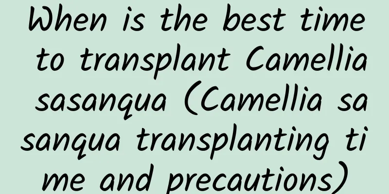 When is the best time to transplant Camellia sasanqua (Camellia sasanqua transplanting time and precautions)