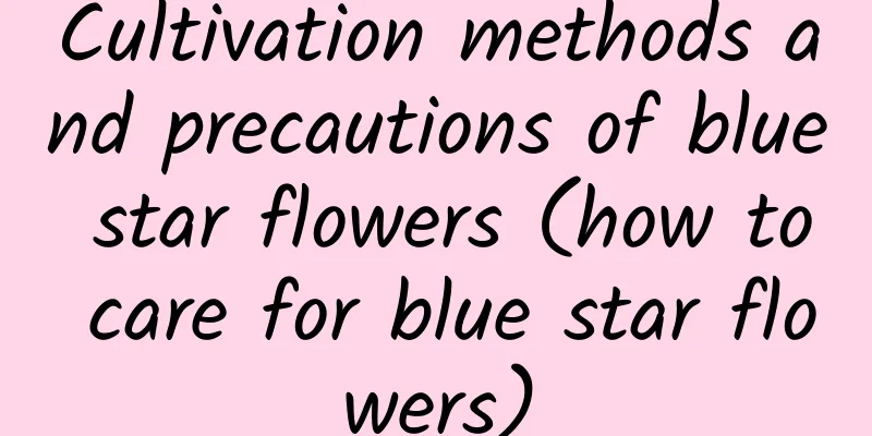 Cultivation methods and precautions of blue star flowers (how to care for blue star flowers)