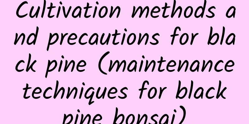 Cultivation methods and precautions for black pine (maintenance techniques for black pine bonsai)