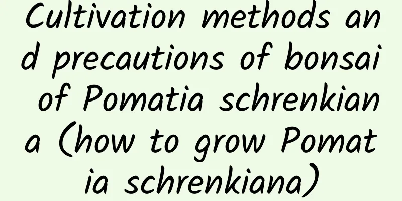 Cultivation methods and precautions of bonsai of Pomatia schrenkiana (how to grow Pomatia schrenkiana)