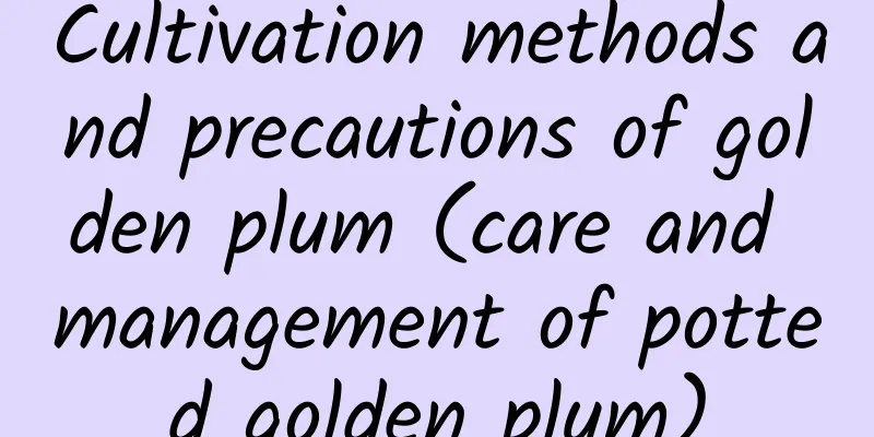 Cultivation methods and precautions of golden plum (care and management of potted golden plum)