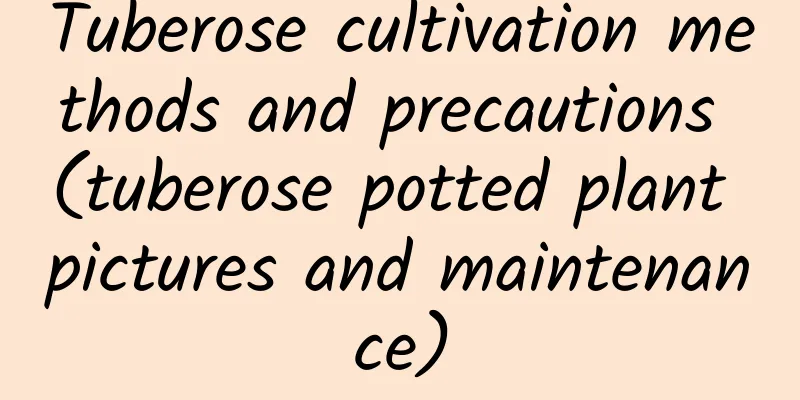 Tuberose cultivation methods and precautions (tuberose potted plant pictures and maintenance)