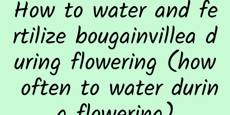 How to water and fertilize bougainvillea during flowering (how often to water during flowering)