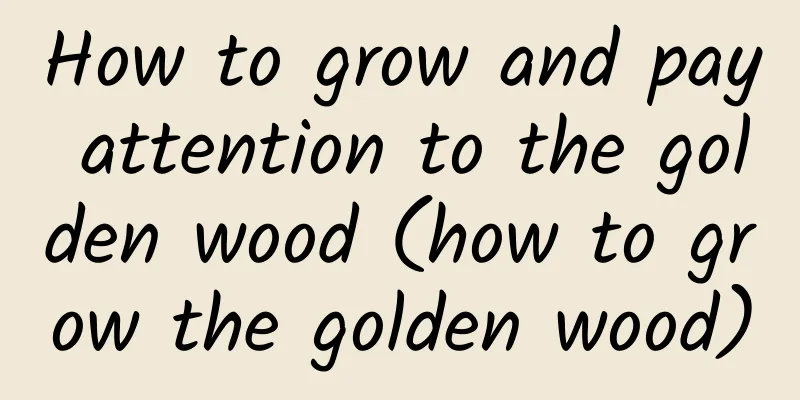 How to grow and pay attention to the golden wood (how to grow the golden wood)