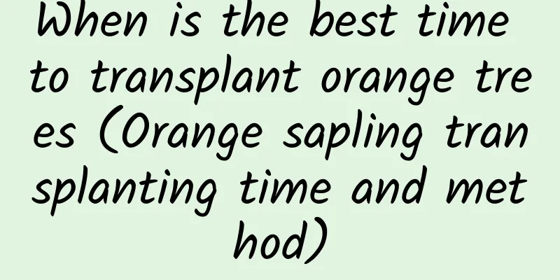 When is the best time to transplant orange trees (Orange sapling transplanting time and method)
