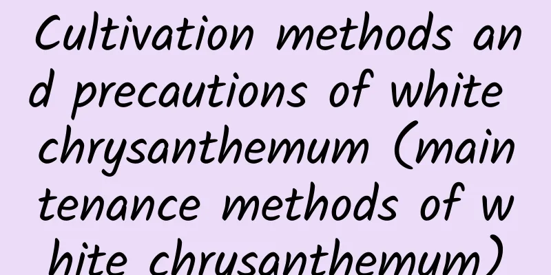Cultivation methods and precautions of white chrysanthemum (maintenance methods of white chrysanthemum)