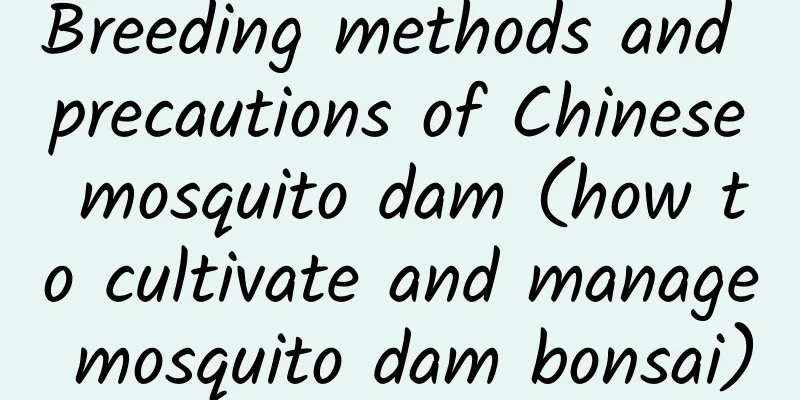 Breeding methods and precautions of Chinese mosquito dam (how to cultivate and manage mosquito dam bonsai)