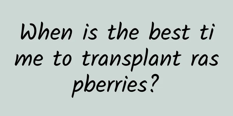 When is the best time to transplant raspberries?
