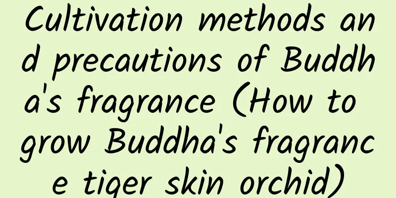 Cultivation methods and precautions of Buddha's fragrance (How to grow Buddha's fragrance tiger skin orchid)