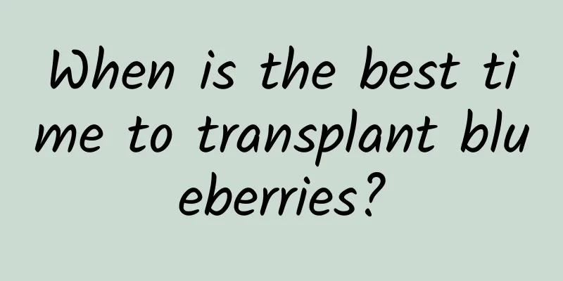 When is the best time to transplant blueberries?