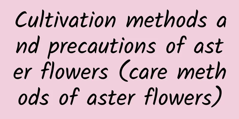 Cultivation methods and precautions of aster flowers (care methods of aster flowers)