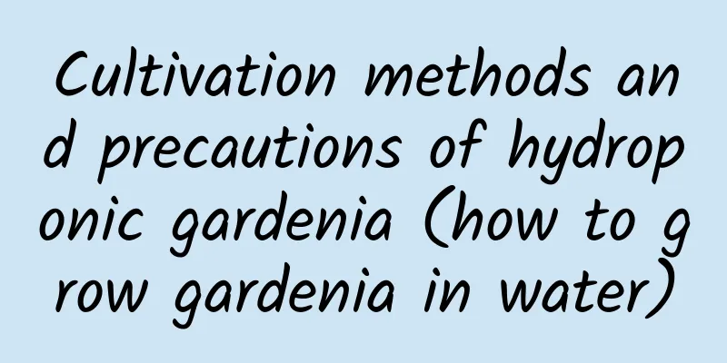 Cultivation methods and precautions of hydroponic gardenia (how to grow gardenia in water)