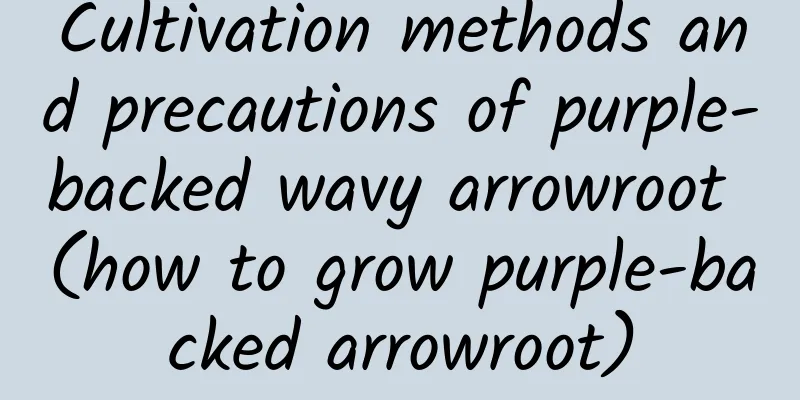 Cultivation methods and precautions of purple-backed wavy arrowroot (how to grow purple-backed arrowroot)