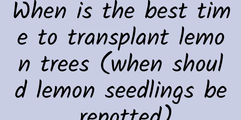 When is the best time to transplant lemon trees (when should lemon seedlings be repotted)