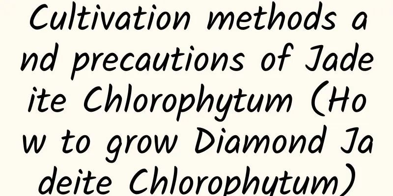 Cultivation methods and precautions of Jadeite Chlorophytum (How to grow Diamond Jadeite Chlorophytum)
