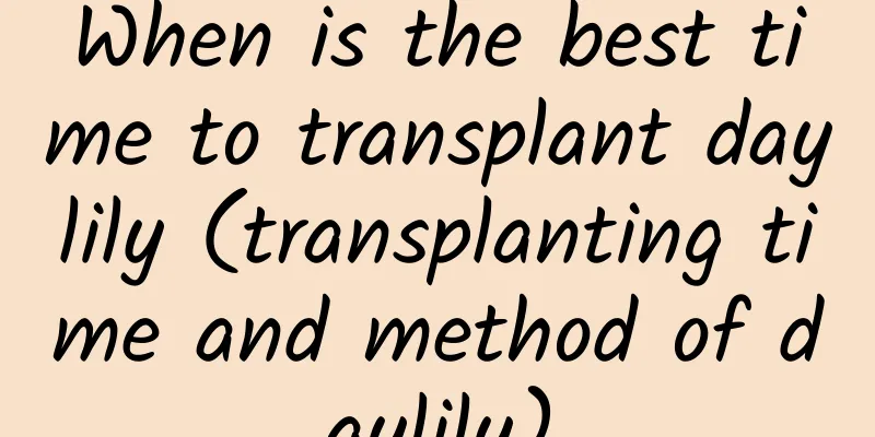 When is the best time to transplant daylily (transplanting time and method of daylily)