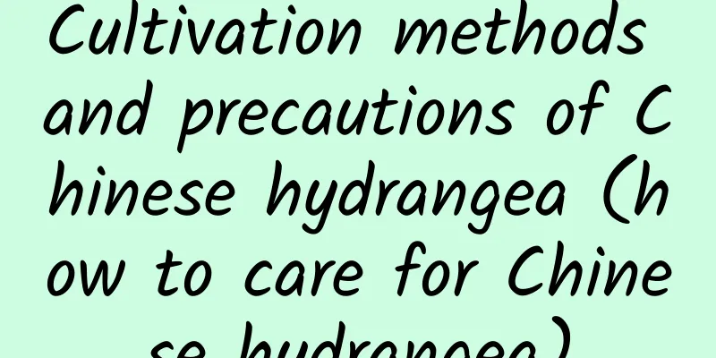 Cultivation methods and precautions of Chinese hydrangea (how to care for Chinese hydrangea)