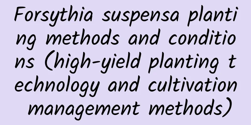 Forsythia suspensa planting methods and conditions (high-yield planting technology and cultivation management methods)