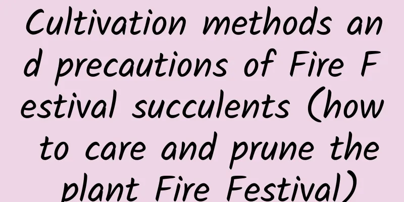 Cultivation methods and precautions of Fire Festival succulents (how to care and prune the plant Fire Festival)