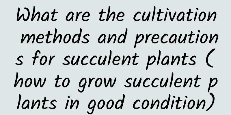What are the cultivation methods and precautions for succulent plants (how to grow succulent plants in good condition)