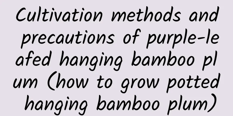 Cultivation methods and precautions of purple-leafed hanging bamboo plum (how to grow potted hanging bamboo plum)