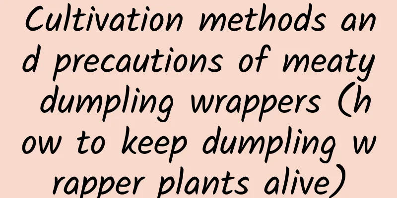 Cultivation methods and precautions of meaty dumpling wrappers (how to keep dumpling wrapper plants alive)