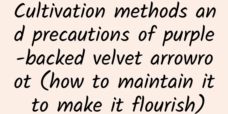 Cultivation methods and precautions of purple-backed velvet arrowroot (how to maintain it to make it flourish)