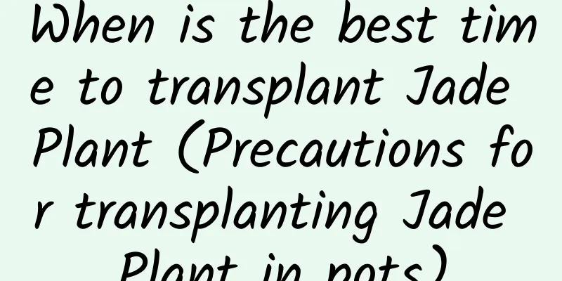 When is the best time to transplant Jade Plant (Precautions for transplanting Jade Plant in pots)