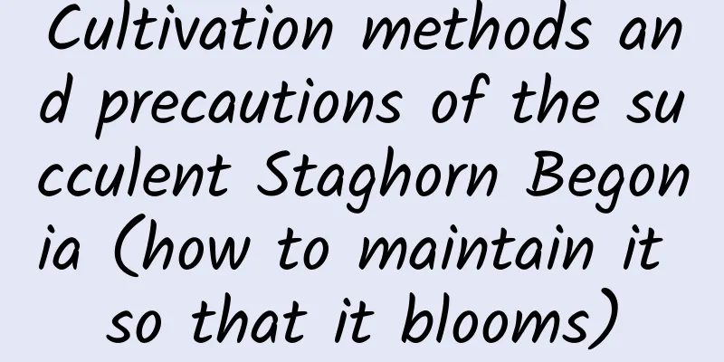 Cultivation methods and precautions of the succulent Staghorn Begonia (how to maintain it so that it blooms)