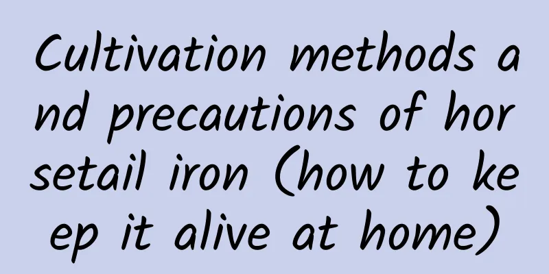 Cultivation methods and precautions of horsetail iron (how to keep it alive at home)