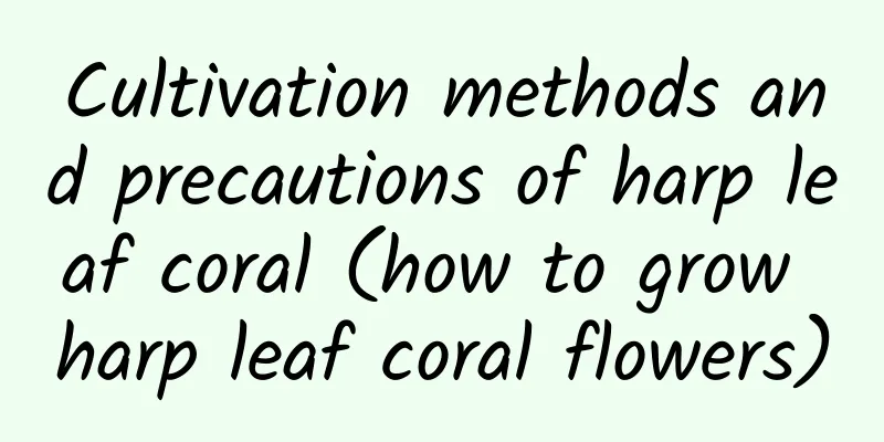 Cultivation methods and precautions of harp leaf coral (how to grow harp leaf coral flowers)