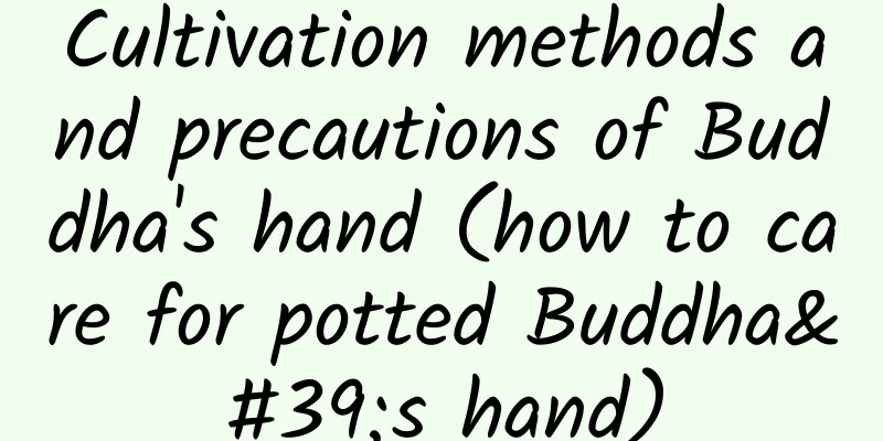Cultivation methods and precautions of Buddha's hand (how to care for potted Buddha's hand)
