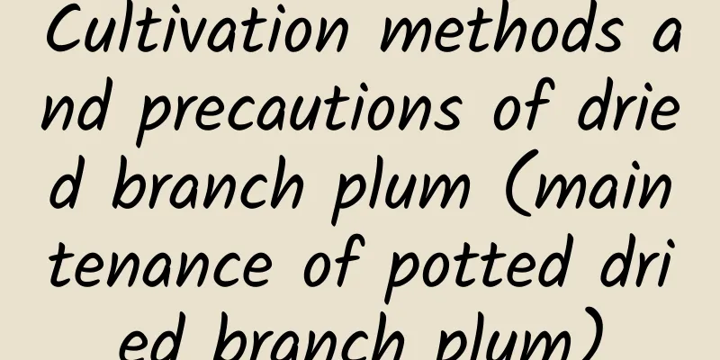 Cultivation methods and precautions of dried branch plum (maintenance of potted dried branch plum)