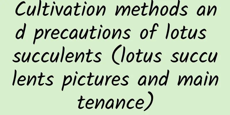 Cultivation methods and precautions of lotus succulents (lotus succulents pictures and maintenance)