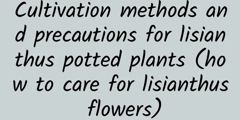 Cultivation methods and precautions for lisianthus potted plants (how to care for lisianthus flowers)