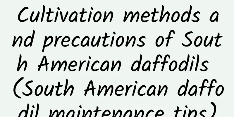 Cultivation methods and precautions of South American daffodils (South American daffodil maintenance tips)
