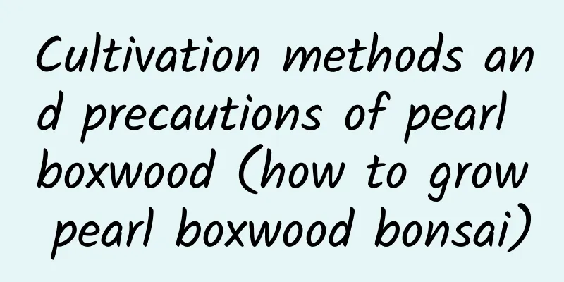 Cultivation methods and precautions of pearl boxwood (how to grow pearl boxwood bonsai)
