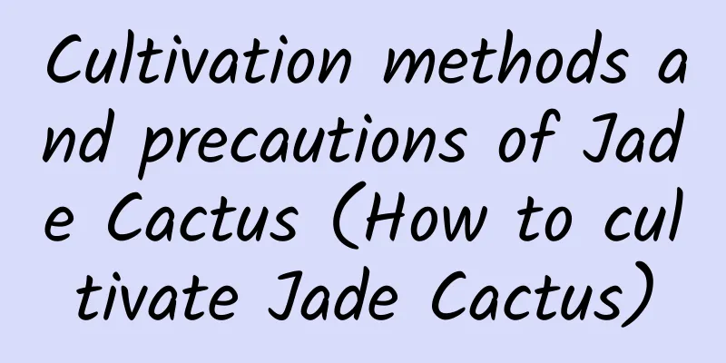 Cultivation methods and precautions of Jade Cactus (How to cultivate Jade Cactus)