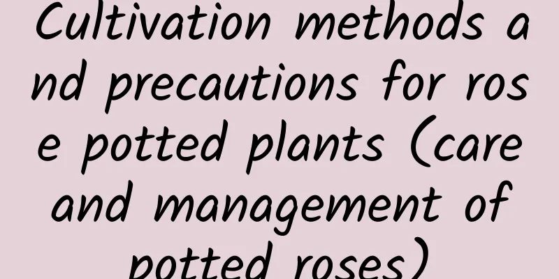 Cultivation methods and precautions for rose potted plants (care and management of potted roses)