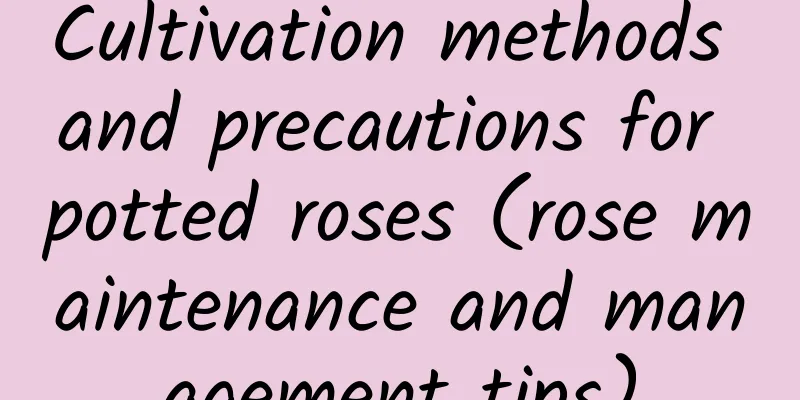 Cultivation methods and precautions for potted roses (rose maintenance and management tips)
