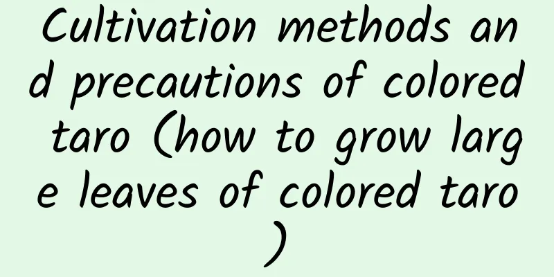 Cultivation methods and precautions of colored taro (how to grow large leaves of colored taro)