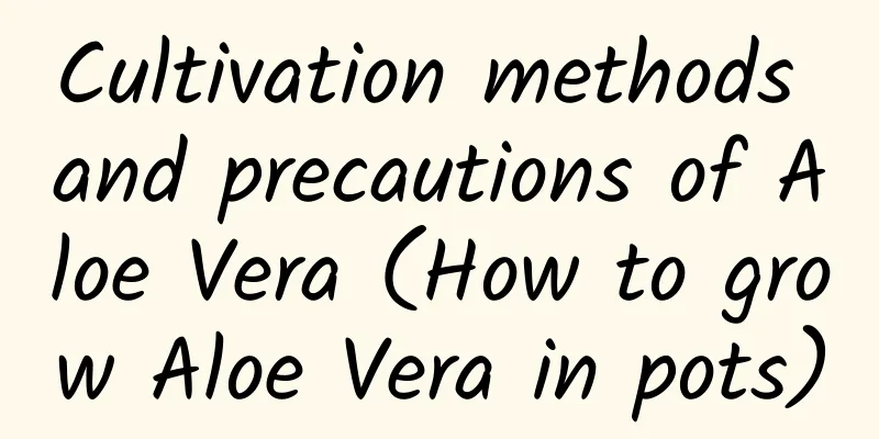 Cultivation methods and precautions of Aloe Vera (How to grow Aloe Vera in pots)