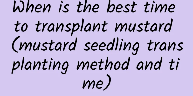 When is the best time to transplant mustard (mustard seedling transplanting method and time)