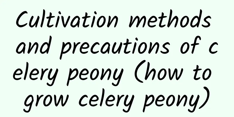 Cultivation methods and precautions of celery peony (how to grow celery peony)