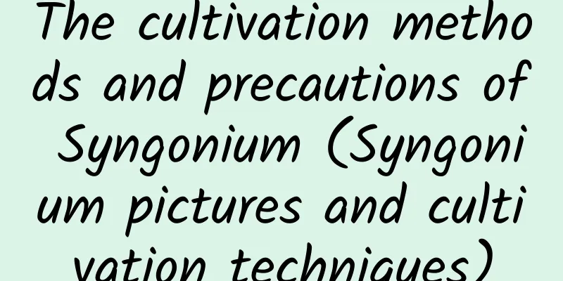 The cultivation methods and precautions of Syngonium (Syngonium pictures and cultivation techniques)