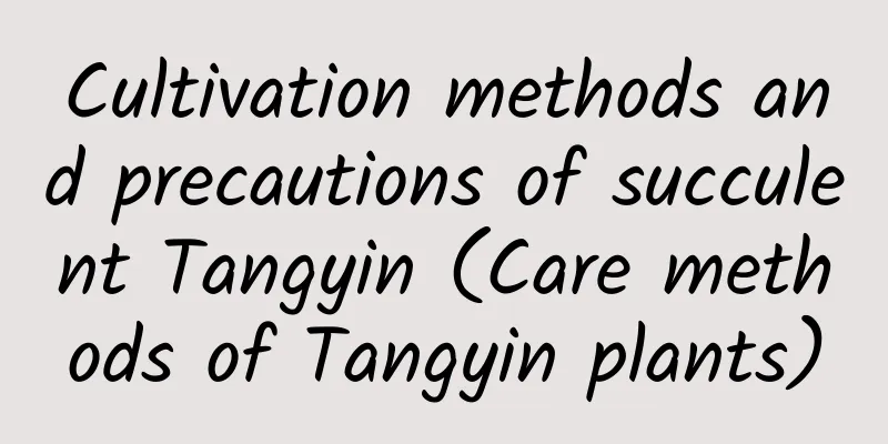 Cultivation methods and precautions of succulent Tangyin (Care methods of Tangyin plants)