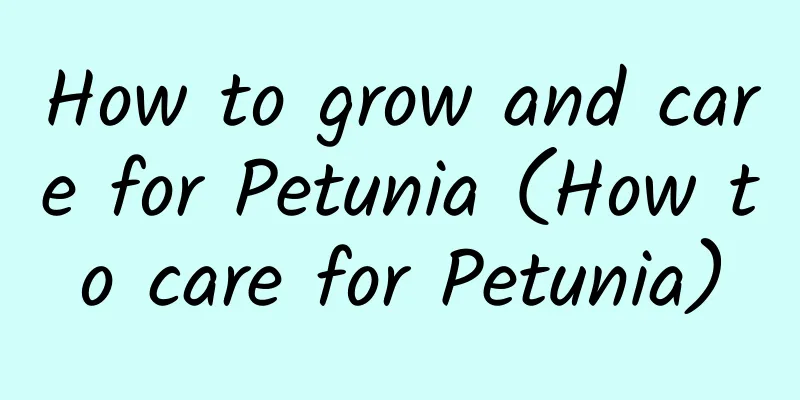 How to grow and care for Petunia (How to care for Petunia)