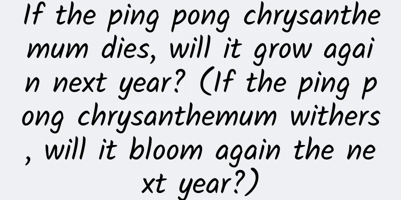 If the ping pong chrysanthemum dies, will it grow again next year? (If the ping pong chrysanthemum withers, will it bloom again the next year?)