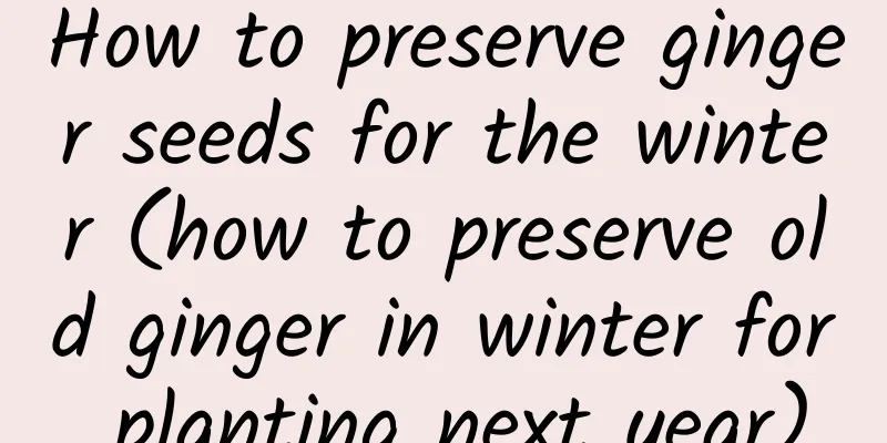 How to preserve ginger seeds for the winter (how to preserve old ginger in winter for planting next year)